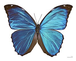 Morpho menelaus