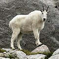 mountain goat