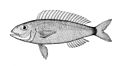 Nemipterus furcosus