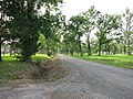 Mostly empty tree-lined streets