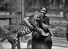 Woman holds a snarling leopard with one hand around the throat and another gripping his torso
