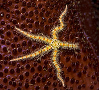 De nombreuses ophiures comme cette Ophiothrix spiculata sont couvertes de fines épines.