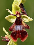 Vignette pour Ophrys mouche