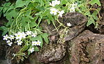 Miniatura para Oxalis latifolia