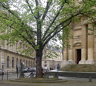 Autre vue de l'arbre avec le panneau Histoire de Paris sur la gauche de l'image.