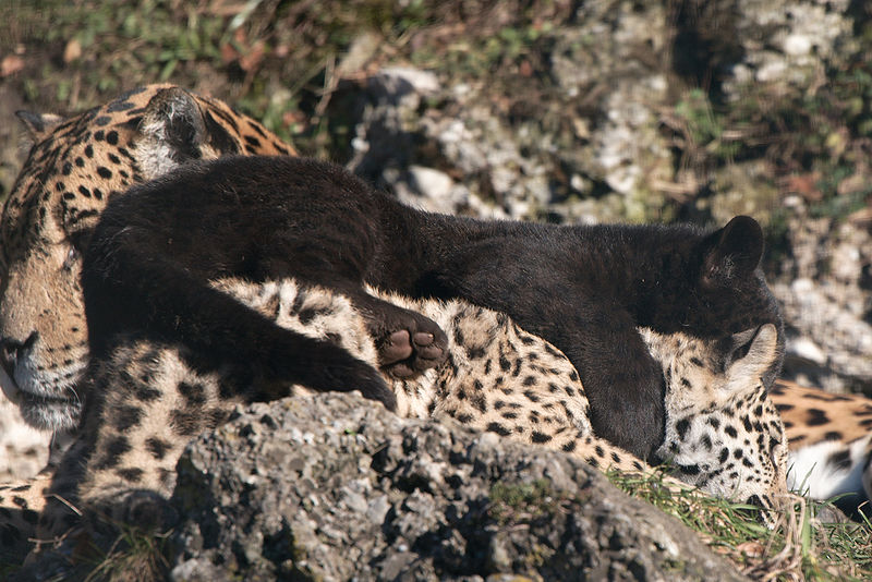 File:Panthera onca zoo Salzburg 2009 02.jpg