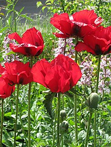 Papaver bracteata - Flickr - peganum.jpg