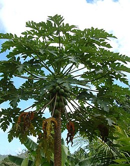 Egy dinnyefa (Carica papaya)