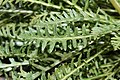 Pedicularis contorta 7358. 
 JPG