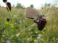 Met eierleggend donker pimpernelblauwtje (Phengaris nausithous)