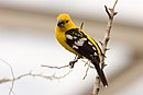 Pheucticus chrysopeplus -Burgers Zoo, Arnhem, Netherlands-8a.jpg