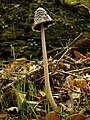 Coprinus picaceus (Magpie Inkcap)