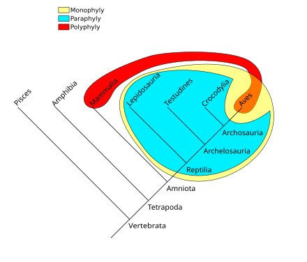 http://upload.wikimedia.org/wikipedia/commons/thumb/2/23/Phylogenetic-Groups.svg/440px-Phylogenetic-Groups.svg.png