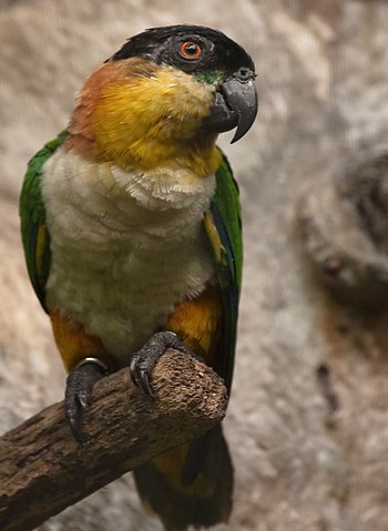 Black-headed Parrot (also known as the Black-h...