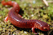 Псевдотритон рубер - Red Salamander.jpg