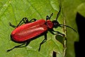 Scharlachroter Feuerkäfer (Pyrochroa.coccinea)