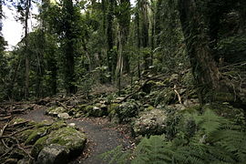 Sendero por la selva húmeda.