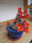 Rebutia