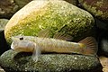 Image 74Rhinogobius flumineus swim on the beds of rivers (from Demersal fish)