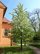 Der neue Birnbaum zu Ribbeck