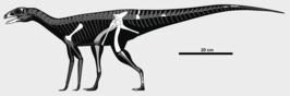 Sacisaurus