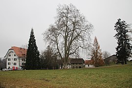 Schloss und Nebengebäude im Schutz von Nadel- und Laubbäumen