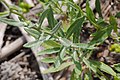 Senecio grisebachii