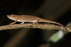 Description de l'image Short-nosed deceptive chameleon (Calumma fallax) Ranomafana.jpg.