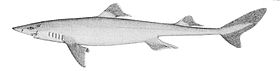 Squalus acanthias