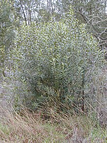 olea nevadillo blanco