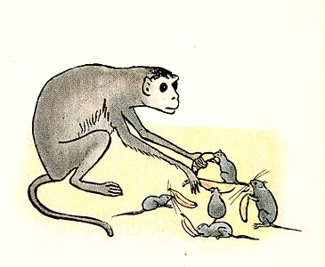 Le singe n'a plus envie de bananes et les donne aux rats.