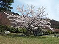 ワシントン桜の園