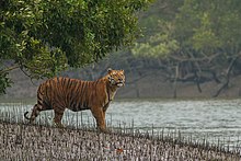 A Bengal tiger in the Sundarbans Sundarban Tiger.jpg