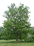 Miniatura para Platanus occidentalis