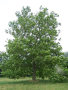 Sycamore Platanus occidentalis.jpg