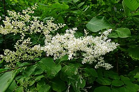 Syringa