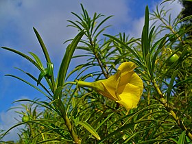 Thevetia peruviana em Kohat, no Paquistão