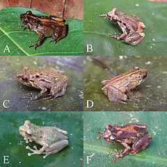 Six frogs from a paper available on PubMed