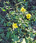 Miniatura para Helianthus tuberosus