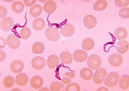Meghatározatlan Trypanosoma-fajbeli példányok a vörösvérsejtek között