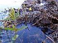 Miniatura para Utricularia olivacea