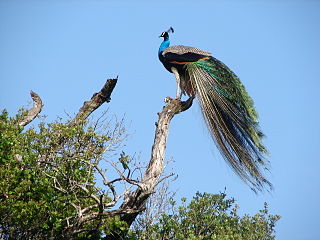 Wasgamuwa, Sri Lanka