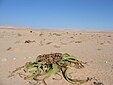 Welwitschia mirabilis.