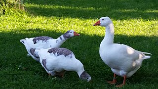 Zwei Westenglische Gänse mit Ganter