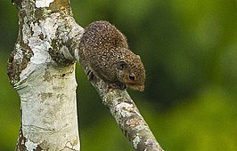 Grote roodschenkeleekhoorn