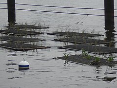 "Humedales" flotantes adosados al mamparo