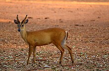 Young male Barking Deer.jpg