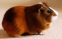 Cavia porcellus