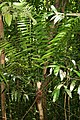 Zamia fairchildiana