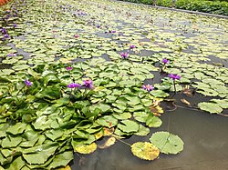 Lotus pond in Baihe